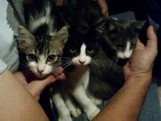 quattro gattini