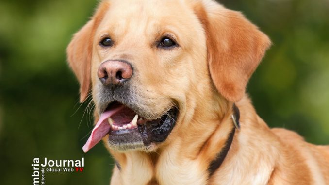 Al via a Spoleto la seconda edizione del Dog Marathon