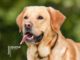 Al via a Spoleto la seconda edizione del Dog Marathon
