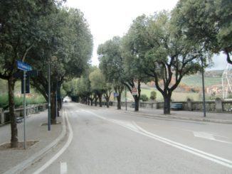 Manutenzione e conservazione degli alberi: al via il trattamento per 160 platani