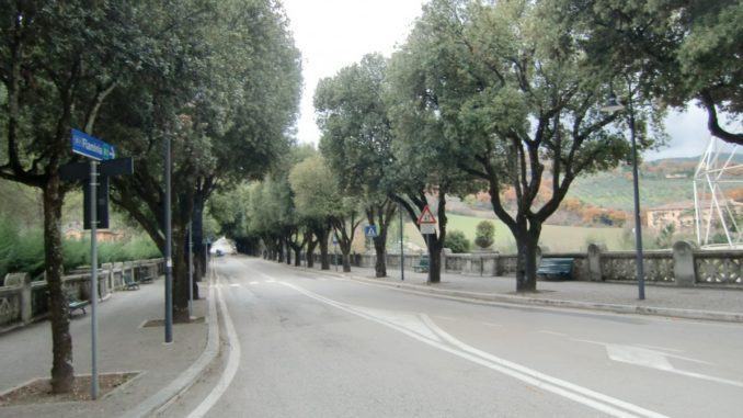 Manutenzione e conservazione degli alberi: al via il trattamento per 160 platani