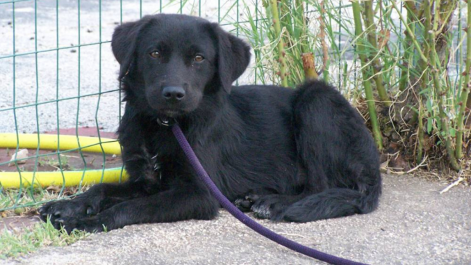 Fuori dalle gabbie progetto cani abbandonati supporto persone detenute