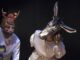 "La Domenica dei Sogni". Torna il Teatro famiglia
