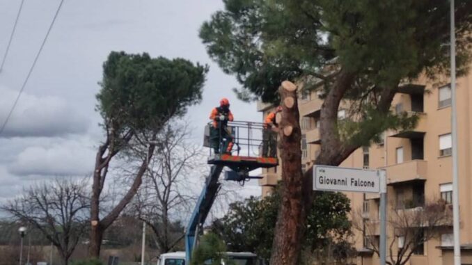 Via del Risorgimento. Tagliati 8 pini domestici