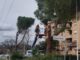 Via del Risorgimento. Tagliati 8 pini domestici