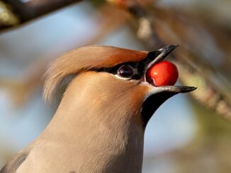 Spoleto ospita ‘Fauna 2024’: un viaggio nella biodiversità rurale
