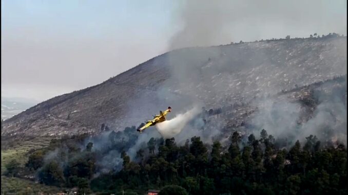 Rinascita Dopo l'Incendio: La Vegetazione di Poreta si Rigenera