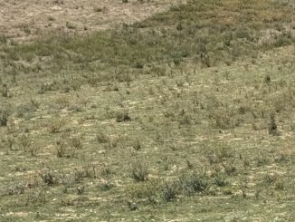 Preapertura caccia, Umbria approva corvidi ma esclude piccioni