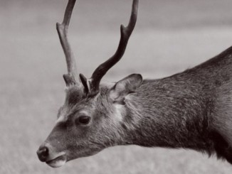 Daino attraversa la strada, automobilista soccorso da Polizia provinciale
