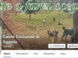 Canile Municipale di Spoleto: attiva la pagina Facebook