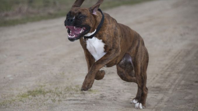 Pitbull azzanna una donna ferite al braccio e alla mano, peggio il suo cagnolino