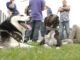 Prosegue a Spoleto il progetto “fuori dalle gabbie”