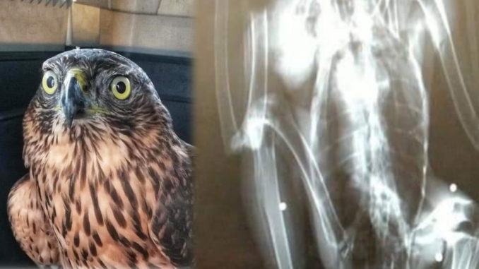 Guardate questo giovane astore, vive coi pallini da caccia nel corpo