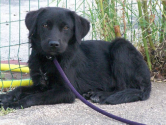 Fuori dalle gabbie progetto cani abbandonati supporto persone detenute