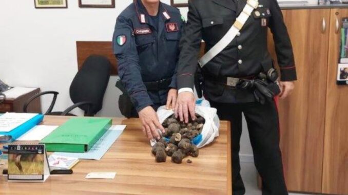 Raccoglitori di tartufi in periodo di divieto, sequestrati 8 kg. In due notti individuati 3 cavatori dai Carabinieri Forestale