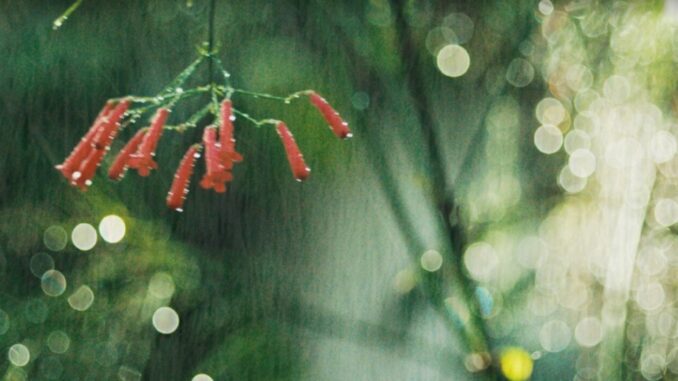 Il documentario "Bestiari, Erbari, Lapidari" a Spoleto Visioni Autore